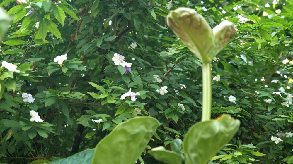 太原植物园最新动态更新
