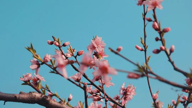 最新桃花视频，春天的魅力与绽放的美丽