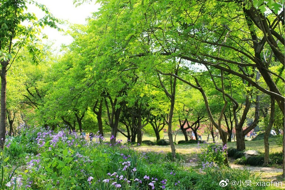 春林最新，自然与人文的和谐交融之美