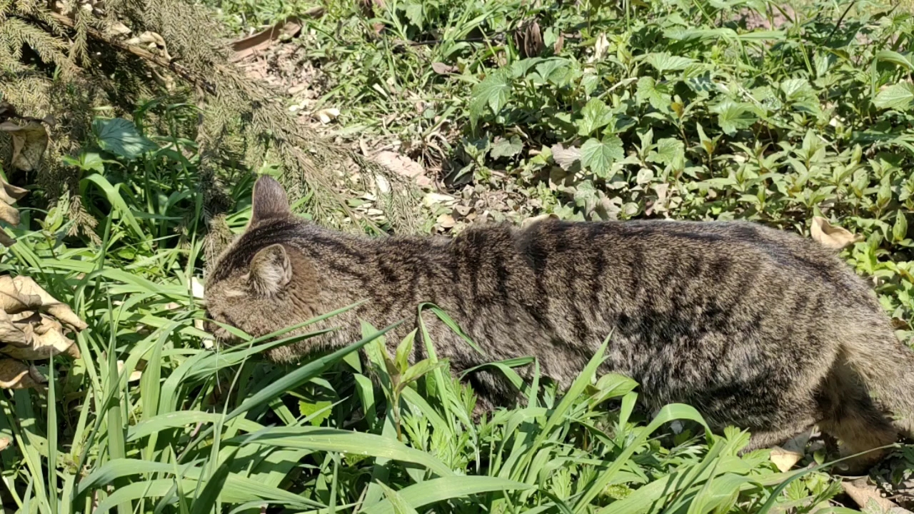 草猫最新动态，先锋守护者的未知领域探索