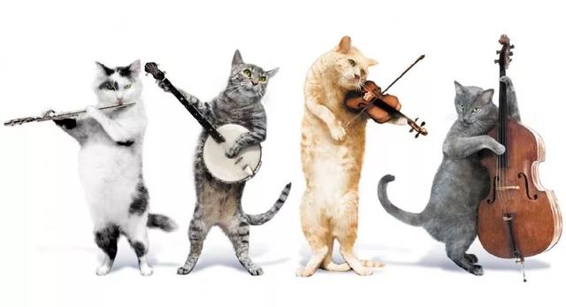 猫界音乐新纪元，探索最新猫咪歌曲