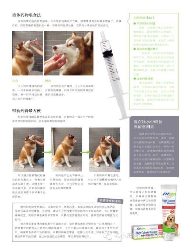 最新狗药的研究进展与应用探索