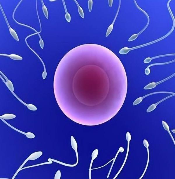 最新精子研究与发现概览