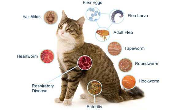 猫病研究最新进展揭秘，最新研究成果与发现