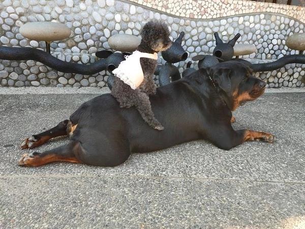罗威纳犬价格详解，影响价格因素及探讨