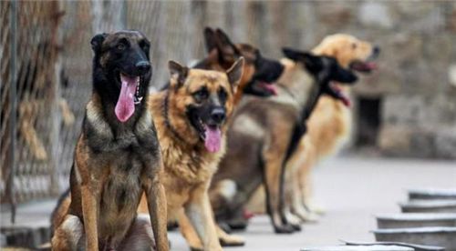 最新麻醉犬用枪价格及内容探讨