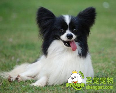 蝴蝶犬价格分析与影响因素探讨，市场动态及市场趋势解读